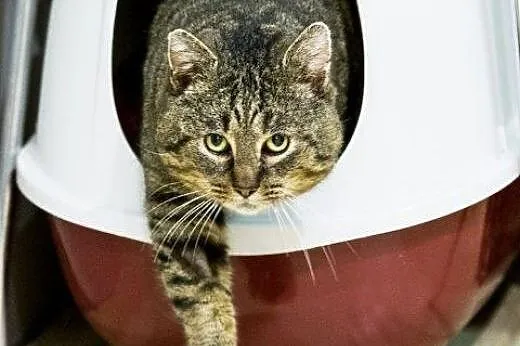 Knedel do adopcji !!!,  łódzkie Łódź