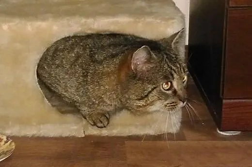 Knedel do adopcji !!!,  łódzkie Łódź