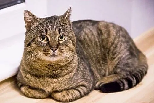 Knedel do adopcji !!!,  łódzkie Łódź