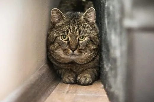 Knedel do adopcji !!!,  łódzkie Łódź
