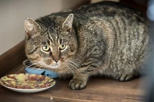 Knedel do adopcji !!!,  łódzkie Łódź