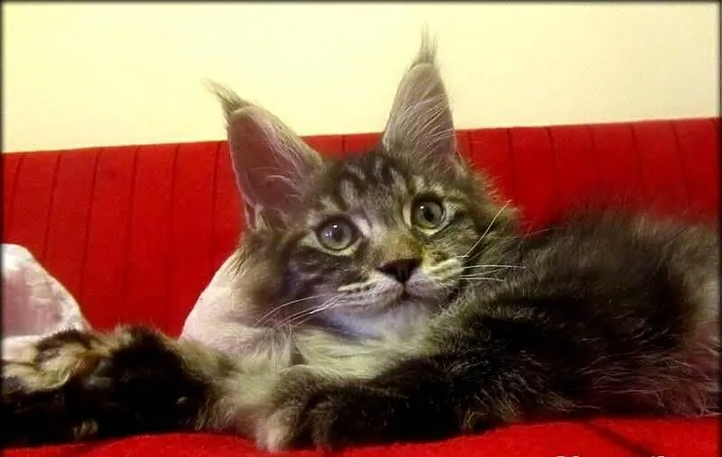 Kotka - TRZPIOTKA! :) - szylkretka Maine Coon - F