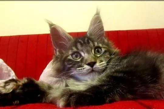 Kotka - TRZPIOTKA! :) - szylkretka Maine Coon -  F