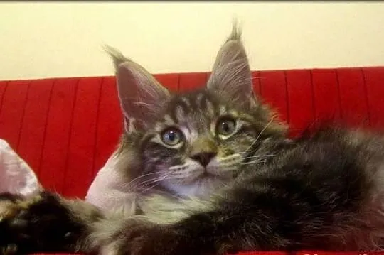 Kotka - TRZPIOTKA! :) - szylkretka Maine Coon -  F