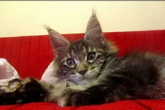 Kotka - TRZPIOTKA! :) - szylkretka Maine Coon -  F