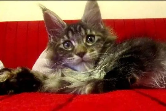 Kotka - TRZPIOTKA! :) - szylkretka Maine Coon -  F
