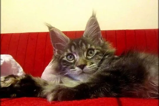 Kotka - TRZPIOTKA! :) - szylkretka Maine Coon -  F