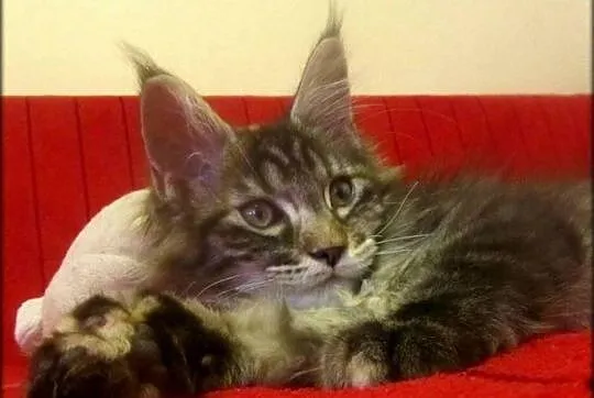 Kotka - TRZPIOTKA! :) - szylkretka Maine Coon -  F