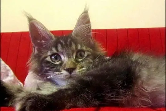 Kotka - TRZPIOTKA! :) - szylkretka Maine Coon -  F