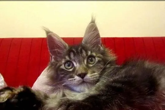 Kotka - TRZPIOTKA! :) - szylkretka Maine Coon -  F
