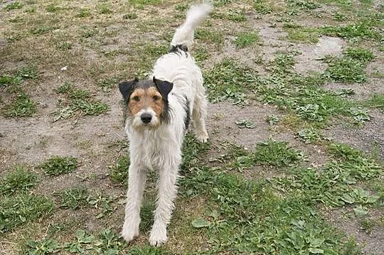 Młody, przyjazny Fafik w typie terriera, mądrala s