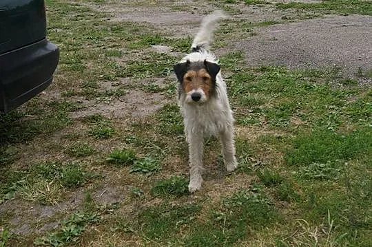 Młody, przyjazny Fafik w typie terriera, mądrala s