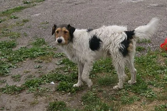 Młody, przyjazny Fafik w typie terriera, mądrala s