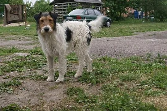 Młody, przyjazny Fafik w typie terriera, mądrala s