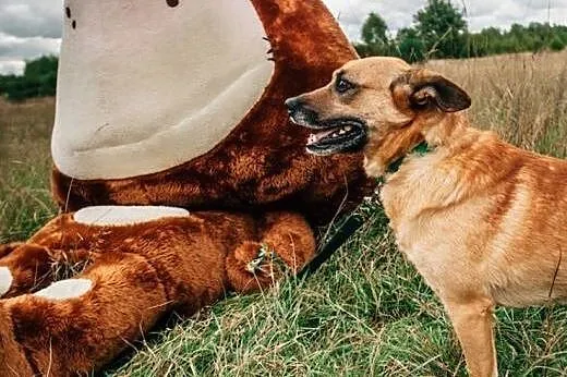 Wedel - sympatyczny rudzielec do adopcji,  lubelskie Lublin