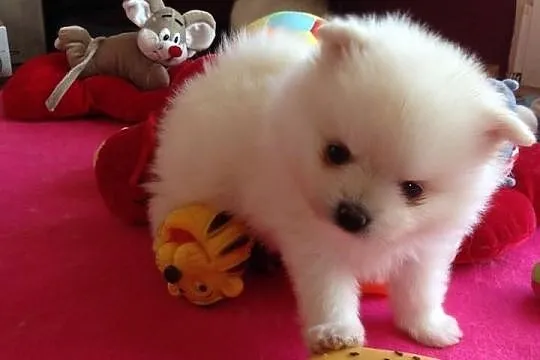 Pomeranian rodowód UCI