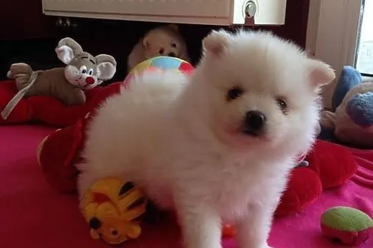 Pomeranian rodowód UCI