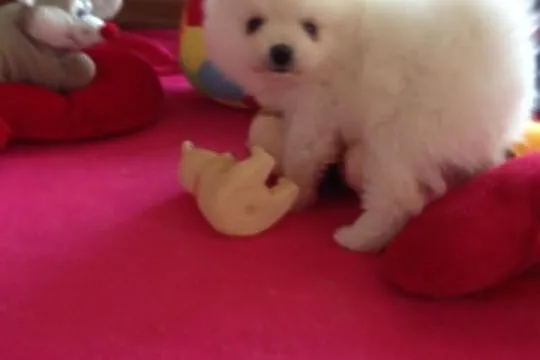 Pomeranian rodowód UCI