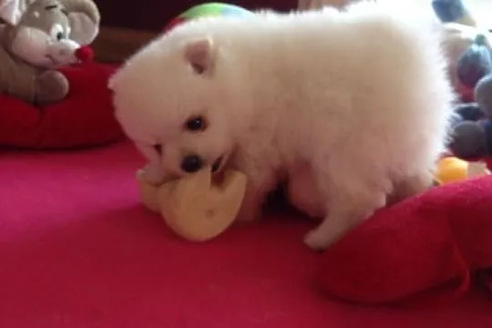 Pomeranian rodowód UCI