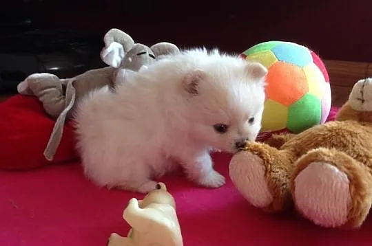 Pomeranian rodowód UCI