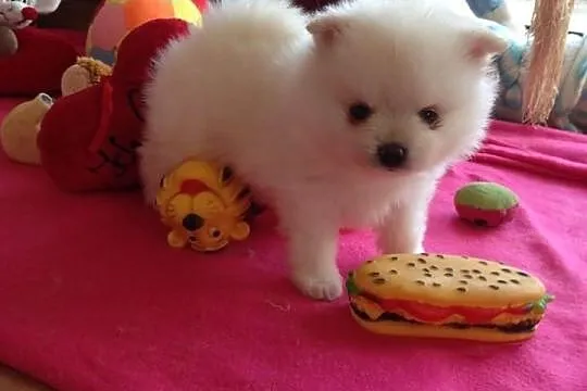 Pomeranian rodowód UCI