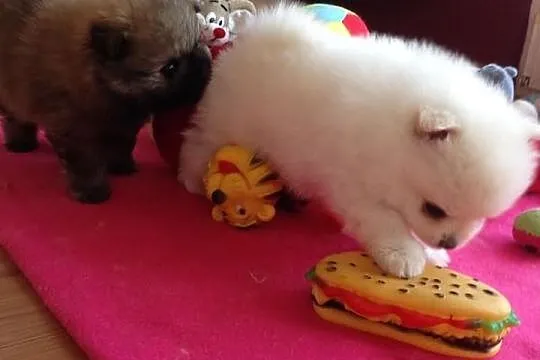 Pomeranian rodowód UCI