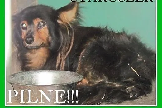 PILNE!Starszy piesek w schronisku,smutny,spokojny 