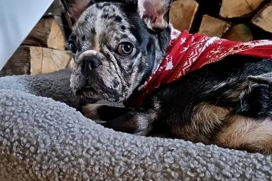 Buldog francuski Marley