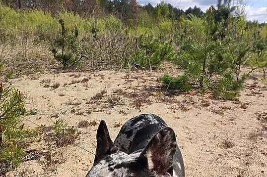 Buldog francuski Marley, Warmińsko-mazurskie, Mikołajki