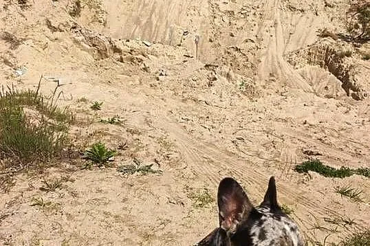 Buldog francuski Marley, Warmińsko-mazurskie, Mikołajki