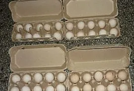 Jajka lęgowe od karzełków łapciatych, Pruchna