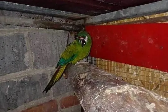 ara marakana samiec sprzedam lub zamienię, Małopolskie, Wawrzeńczyce