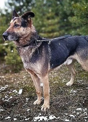 Owczarek niem.,6 lat,duży,przyjazny,kontaktowy,zaszczepiony pies HUZAR.Adopcja., Śląskie, Katowice