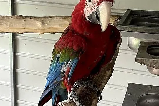 Arauna hloroptera para, Wielkopolskie, Gostyń