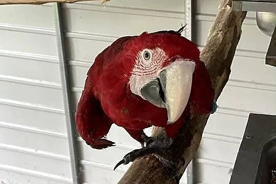 Arauna hloroptera para, Wielkopolskie, Gostyń