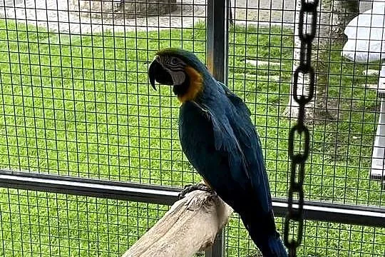 Arauna hloroptera para, Wielkopolskie, Gostyń