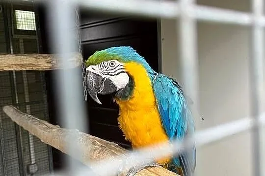 Arauna hloroptera para, Wielkopolskie, Gostyń