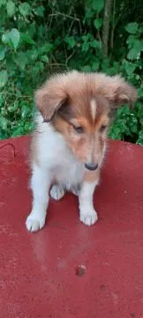 Owczarek szkocki, collie, lassie, śniade, tricolor, , Łużna