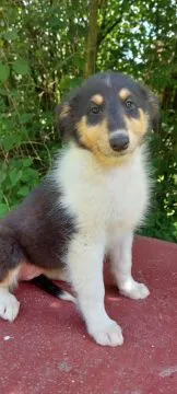 Owczarek szkocki, collie, lassie, śniade, tricolor
