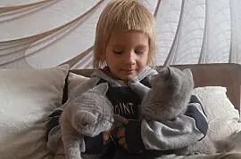 Liliowe kociaki Brytyjskie z rodowodami,już do odb, Radomsko
