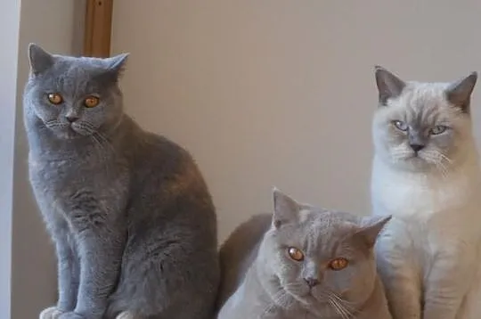 Liliowe kociaki Brytyjskie z rodowodami,już do odb