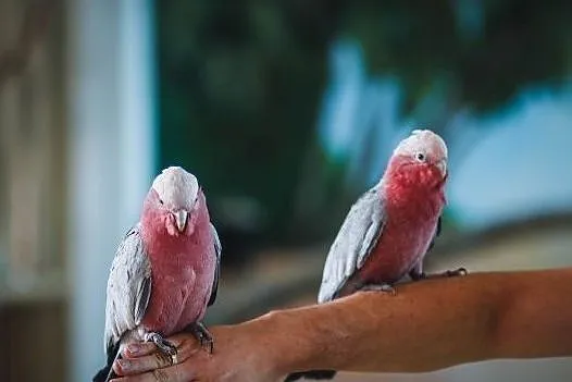 Papuga Kakadu różowe, Władysławowo