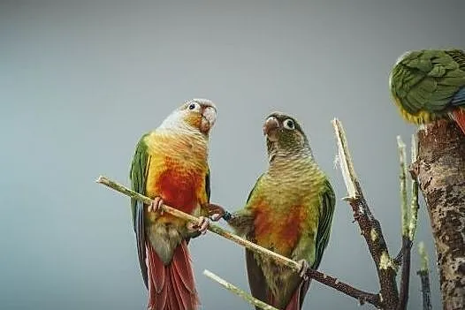 Papuga Kakadu różowe, Władysławowo