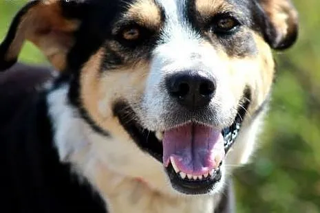 Onet- bardzo przyjacielski, radosny pies do adopcj