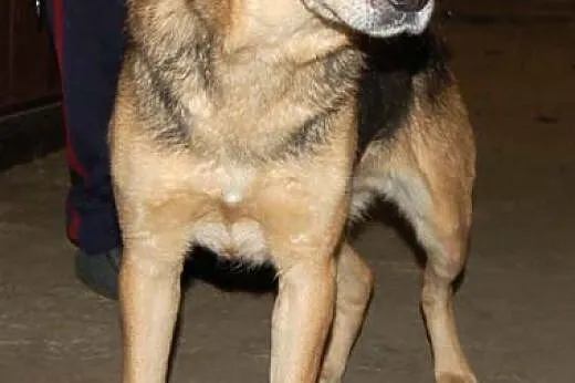 Charlie – czeka na dom i przyjaciela      ,  mazowieckie Warszawa