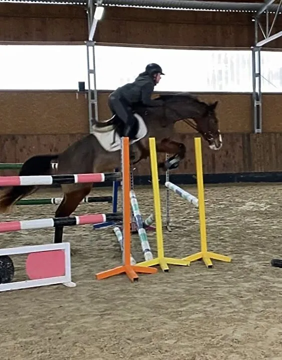 Klacz 166cm. Aktualny TUV. Grand Slam VDL / Cardento / Bodinus, , Swarożyn