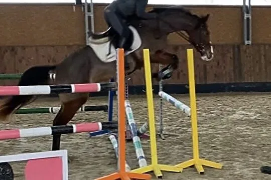Klacz 166cm. Aktualny TUV. Grand Slam VDL / Cardento / Bodinus, , Swarożyn