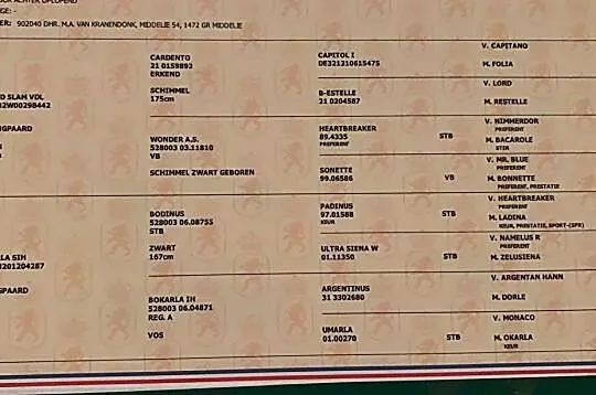 Klacz 166cm. Aktualny TUV. Grand Slam VDL / Cardento / Bodinus, , Swarożyn