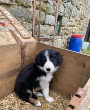 BORDERE COLLIE, Szczeniak na sprzedaż Kontakt przez Whatsapp... +48736614543, , Liznowo
