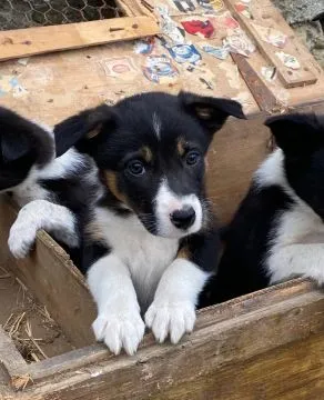 BORDERE COLLIE, Szczeniak na sprzedaż Kontakt przez Whatsapp... +48736614543, , Liznowo